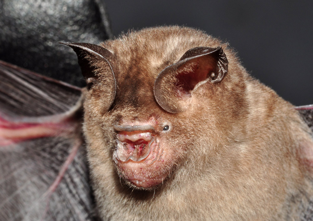 Schneiders Leaf-Nosed Bat